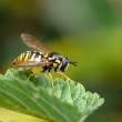 Vosika