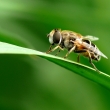 Pest�enka velk�