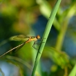 �idlatka